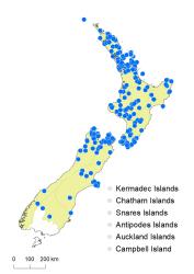 Notogrammitis ciliata distribution map based on databased records at AK, CHR & WELT.
 Image: K.Boardman © Landcare Research 2021 CC BY 4.0